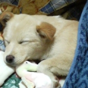 「*おやすみなさい*」＜第４回フォトコンテスト＞ うちのペット自慢 【kamikau.com】の投稿画像