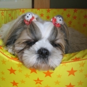 「寝顔自慢！」＜第４回フォトコンテスト＞ うちのペット自慢 【kamikau.com】の投稿画像