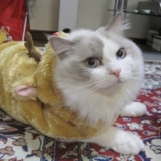 「トナカイなの☆　えへっ☆ミ」＜第４回フォトコンテスト＞ うちのペット自慢 【kamikau.com】の投稿画像