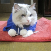 「今年もヨロシクね♪」＜第４回フォトコンテスト＞ うちのペット自慢 【kamikau.com】の投稿画像