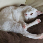 「ウインク☆」【Ｃ１０００の日カウントダウン】新しいリフレッシュタイムをどど～んとプレゼント！の投稿画像