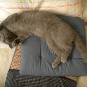 「その寝顔を見るたびに気分が良くなる」【Ｃ１０００の日カウントダウン】新しいリフレッシュタイムをどど～んとプレゼント！の投稿画像