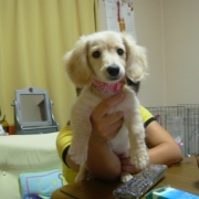 「はじめまして★」★元気！食欲！毛艶！お助けサプリメント★　『ペテルナ』モニター大募集！の投稿画像