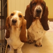 「まだ若いですが・・・・」★元気！食欲！毛艶！お助けサプリメント★　『ペテルナ』モニター大募集！の投稿画像