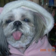 「ララ　シーズー１４歳の　おばあちゃんワンコです」★元気！食欲！毛艶！お助けサプリメント★　『ペテルナ』モニター大募集！の投稿画像