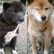 「親子です」★元気！食欲！毛艶！お助けサプリメント★　『ペテルナ』モニター大募集！の投稿画像