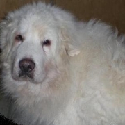 「ふらん」★元気！食欲！毛艶！お助けサプリメント★　『ペテルナ』モニター大募集！の投稿画像