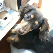 「タント」★元気！食欲！毛艶！お助けサプリメント★　『ペテルナ』モニター大募集！の投稿画像