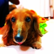 「春から高校生！？」★元気！食欲！毛艶！お助けサプリメント★　『ペテルナ』モニター大募集！の投稿画像