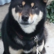 「黒柴りょうまくん」★元気！食欲！毛艶！お助けサプリメント★　『ペテルナ』モニター大募集！の投稿画像