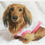 「ＣＨＯＣＯです」★元気！食欲！毛艶！お助けサプリメント★　『ペテルナ』モニター大募集！の投稿画像