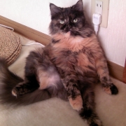 「だらん～」★元気！食欲！毛艶！お助けサプリメント★　『ペテルナ』モニター大募集！の投稿画像