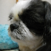 「沙羅です」★元気！食欲！毛艶！お助けサプリメント★　『ペテルナ』モニター大募集！の投稿画像