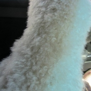 「パサパサ＆ゴワゴワ」★元気！食欲！毛艶！お助けサプリメント★　『ペテルナ』モニター大募集！の投稿画像