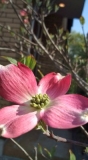 新居に咲いた花