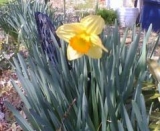 春を呼ぶ　水仙