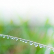 「一列に　ならんで　ならんで　よっしゃぁ～」【クリンスイ】～水のある風景～　写真募集の投稿画像