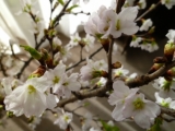 我が家の春