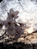 「夕景の桜」の画像（1枚目）