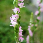 「捩花 （ねじばな）」あなたが撮った「花」の写真募集！WEBガーデン「5周年記念庭園」開設！の投稿画像