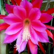 「クジャクサボテン」あなたが撮った「花」の写真募集！WEBガーデン「5周年記念庭園」開設！の投稿画像