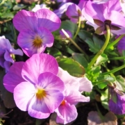 「小ぶりに」あなたが撮った「花」の写真募集！WEBガーデン「5周年記念庭園」開設！の投稿画像