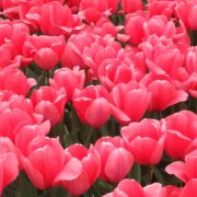 「チューリップに癒されて」日本を元気にしよう！癒しやパワーをくれる植物の画像やイラスト大募集！の投稿画像