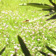 「春の訪れ・・・♪」日本を元気にしよう！癒しやパワーをくれる植物の画像やイラスト大募集！の投稿画像