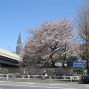 「「日本」」日本を元気にしよう！癒しやパワーをくれる植物の画像やイラスト大募集！の投稿画像