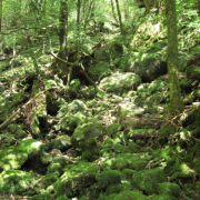 「いきる」日本を元気にしよう！癒しやパワーをくれる植物の画像やイラスト大募集！の投稿画像