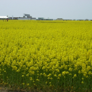 「あたり一面」日本を元気にしよう！癒しやパワーをくれる植物の画像やイラスト大募集！の投稿画像