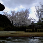 「お花見温泉」【クリンスイ】～水のある風景～　写真テーマ「花と水」の投稿画像