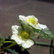 「お水を受けたイチゴの花」【クリンスイ】～水のある風景～　写真テーマ「花と水」の投稿画像