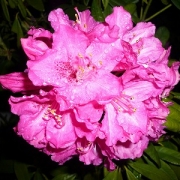 「雨の日に輝くお花」【クリンスイ】～水のある風景～　写真テーマ「花と水」の投稿画像