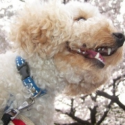 「ぎゃはは」『薬用スキニュー』モニター10名募集！あなたのお花見写真で笑顔をひろめよう♪の投稿画像