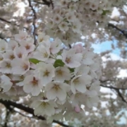 「北国の春」『薬用スキニュー』モニター10名募集！あなたのお花見写真で笑顔をひろめよう♪の投稿画像