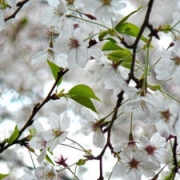 「さくらさくら」『薬用スキニュー』モニター10名募集！あなたのお花見写真で笑顔をひろめよう♪の投稿画像