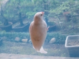蝉になりたい。