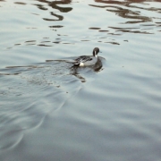 「水」【クリンスイ】～水のある風景～　写真テーマ「雨」の投稿画像