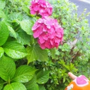 「雨の日のアジサイ」【クリンスイ】～水のある風景～　写真テーマ「雨」の投稿画像