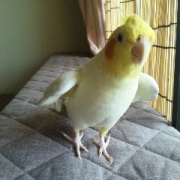 「窓ぎわで、楽しそうに鳴きながら歩いています。」小鳥の飼主さん募集！小鳥の写真投稿とアンケートに答えた方から500円図書カード♪の投稿画像