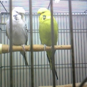 「じゃんぼセキセイインコ」小鳥の飼主さん募集！小鳥の写真投稿とアンケートに答えた方から500円図書カード♪の投稿画像