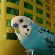 「この場所、ぼくのお気に入りだよ～♪」小鳥の飼主さん募集！小鳥の写真投稿とアンケートに答えた方から500円図書カード♪の投稿画像