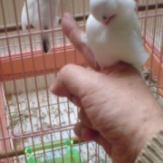 「シンクロ・・・鏡のようです」小鳥の飼主さん募集！小鳥の写真投稿とアンケートに答えた方から500円図書カード♪の投稿画像