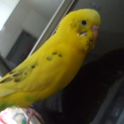「黄色いバナナじゃありません。僕ぴっちです。」小鳥の飼主さん募集！小鳥の写真投稿とアンケートに答えた方から500円図書カード♪の投稿画像