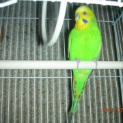 「迷いこんできたインコ」小鳥の飼主さん募集！小鳥の写真投稿とアンケートに答えた方から500円図書カード♪の投稿画像