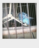 「インコ」の画像（1枚目）