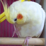 「カイカイ♪」小鳥の飼主さん募集！小鳥の写真投稿とアンケートに答えた方から500円図書カード♪の投稿画像