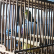 「めじろがやってきた」小鳥の飼主さん募集！小鳥の写真投稿とアンケートに答えた方から500円図書カード♪の投稿画像