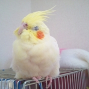 「おねんね　ZZZｚｚｚ・・・」小鳥の飼主さん募集！小鳥の写真投稿とアンケートに答えた方から500円図書カード♪の投稿画像